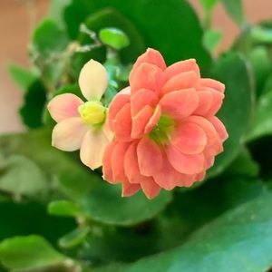 Meet your Posher, Daisy